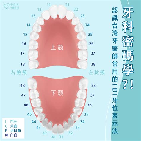 牙齒 單數